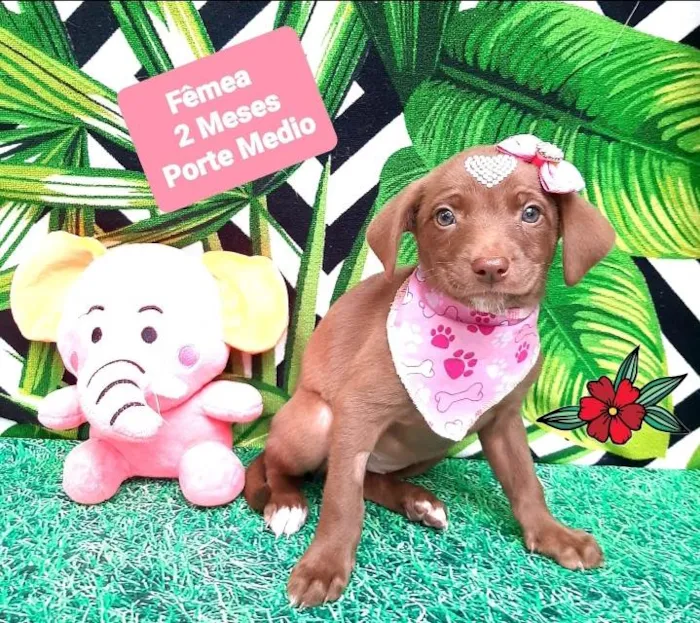 Cachorro raça Srd  idade 2 a 6 meses nome Nutella 