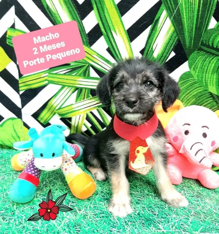 Cachorro raça Srd  idade 2 a 6 meses nome Urso 