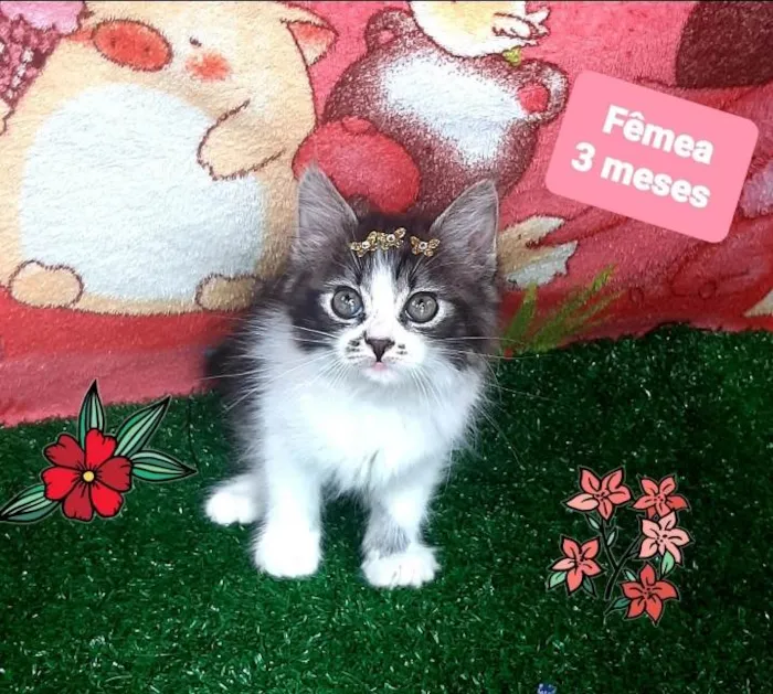 Gato raça Srd  idade 2 a 6 meses nome Lila