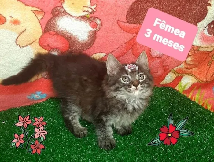 Gato raça Srd  idade 2 a 6 meses nome Kira