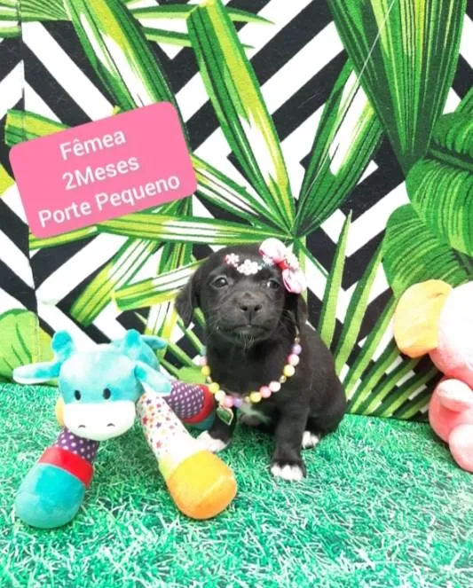 Cachorro raça Srd  idade 2 a 6 meses nome Pretinha 