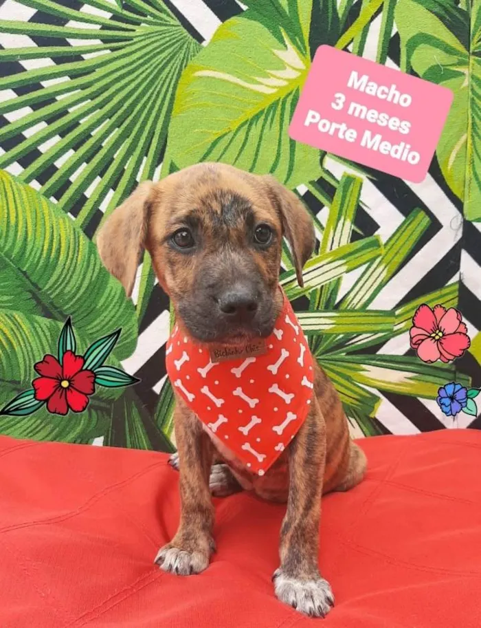 Cachorro raça Srd  idade 2 a 6 meses nome Tailer 