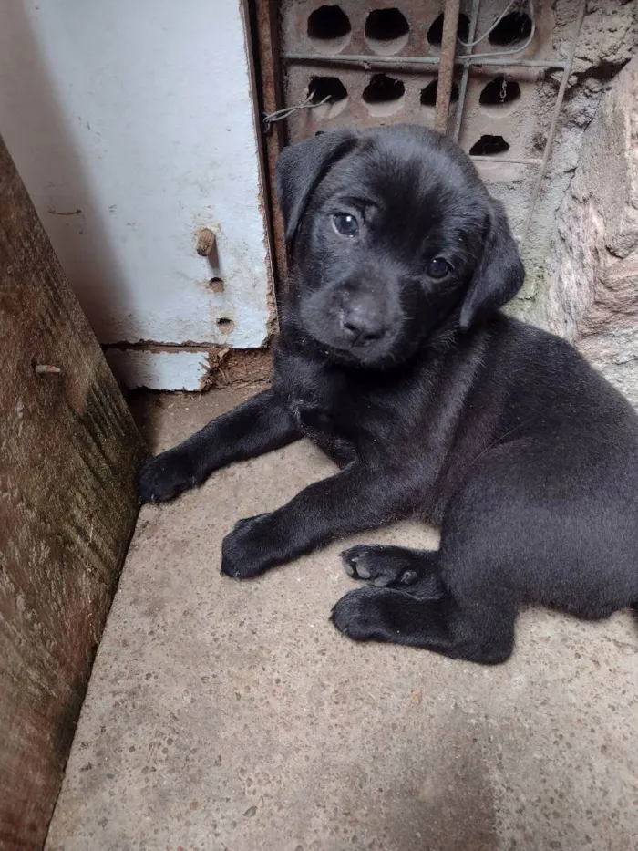 Cachorro ra a Indefinida  idade Abaixo de 2 meses nome Barnei