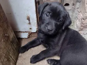 Cachorro raça Indefinida  idade Abaixo de 2 meses nome Barnei