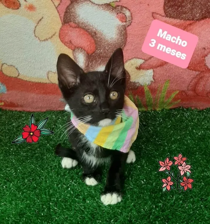 Gato raça Srd  idade 2 a 6 meses nome Filip