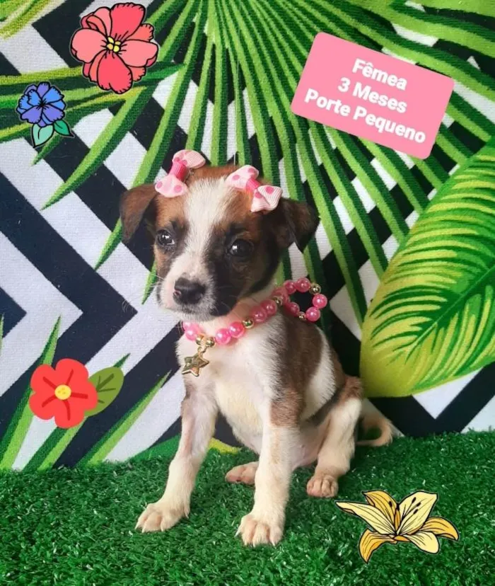 Cachorro raça Srd  idade 2 a 6 meses nome Kiara 