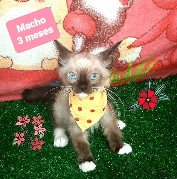 Gato raça Srd  idade 2 a 6 meses nome Ruan