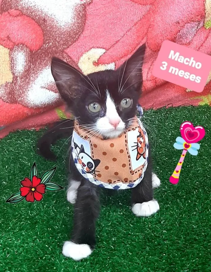 Cachorro raça Srd  idade 2 a 6 meses nome Gabriel