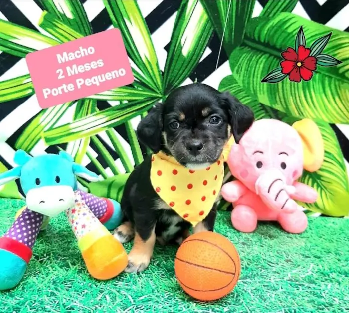 Cachorro raça Srd  idade 2 a 6 meses nome Blue 