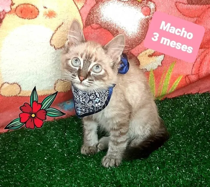 Gato raça Srd  idade 2 a 6 meses nome Harry