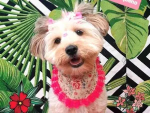 Cachorro raça Srd  idade 6 ou mais anos nome Lola 