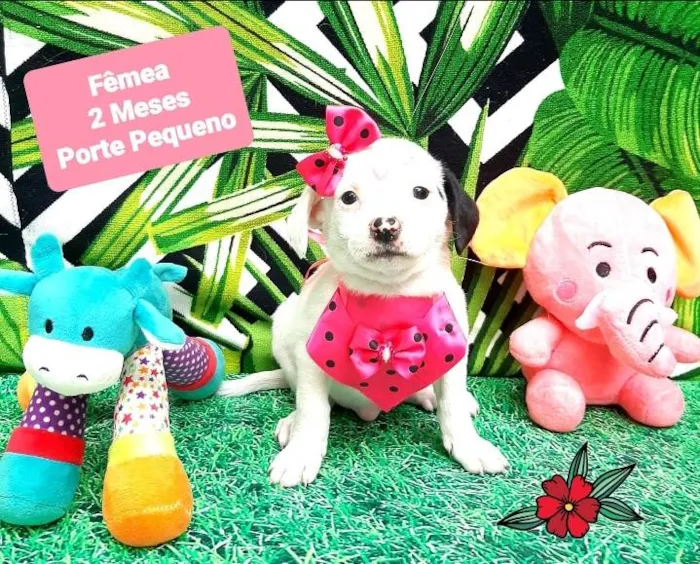 Cachorro raça Srd idade 2 a 6 meses nome Olga 