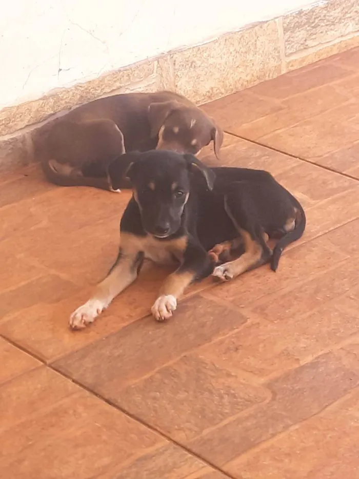 Cachorro ra a Não definida idade Abaixo de 2 meses nome Sem none