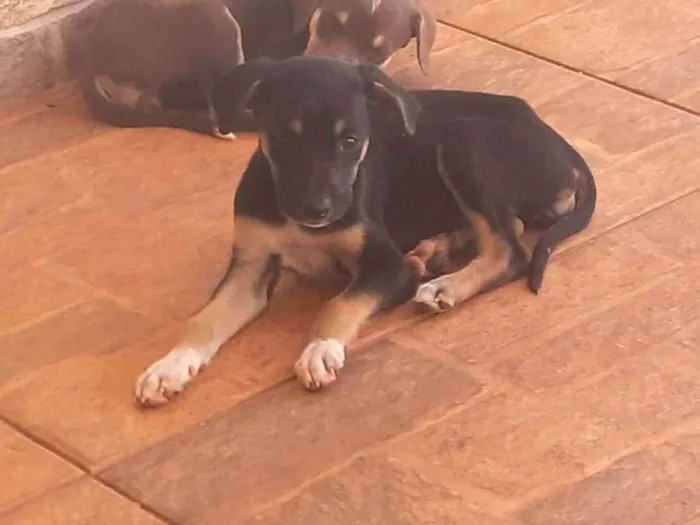 Cachorro ra a Não definida idade Abaixo de 2 meses nome Sem none