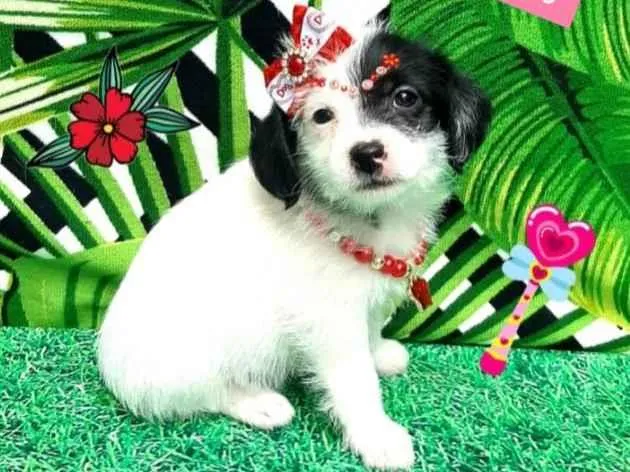 Cachorro raça Srd  idade 2 a 6 meses nome Camila