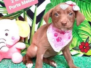 Cachorro raça Srd  idade 2 a 6 meses nome Nutella 
