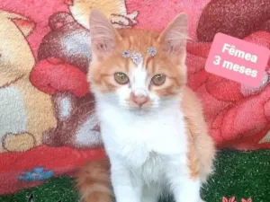 Gato raça Srd idade 2 a 6 meses nome Luiza G