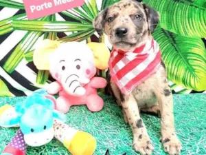 Cachorro raça Srd  idade 2 a 6 meses nome Jaques 