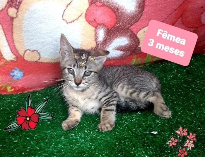 Gato raça Srd  idade 2 a 6 meses nome Cleo