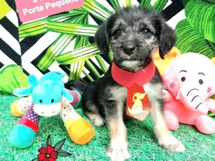 Cachorro raça Srd  idade 2 a 6 meses nome Urso 