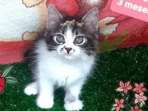 Gato raça Srd  idade 2 a 6 meses nome Lila