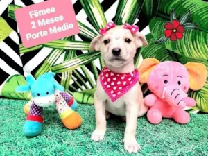 Cachorro raça Srd  idade 2 a 6 meses nome Milu
