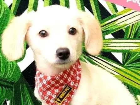 Cachorro raça Srd  idade 2 a 6 meses nome Teo 