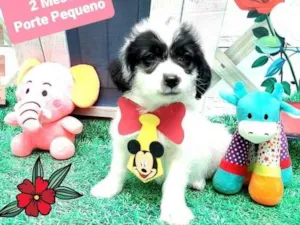 Cachorro raça Srd  idade 2 a 6 meses nome Dex 