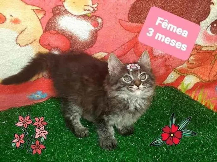 Gato raça Srd  idade 2 a 6 meses nome Kira