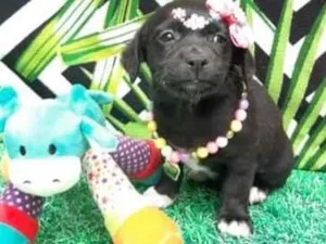 Cachorro raça Srd  idade 2 a 6 meses nome Pretinha 