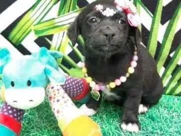 Cachorro raça Srd  idade 2 a 6 meses nome Pretinha 