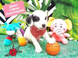 Cachorro raça Srd  idade 2 a 6 meses nome Pintadinho 
