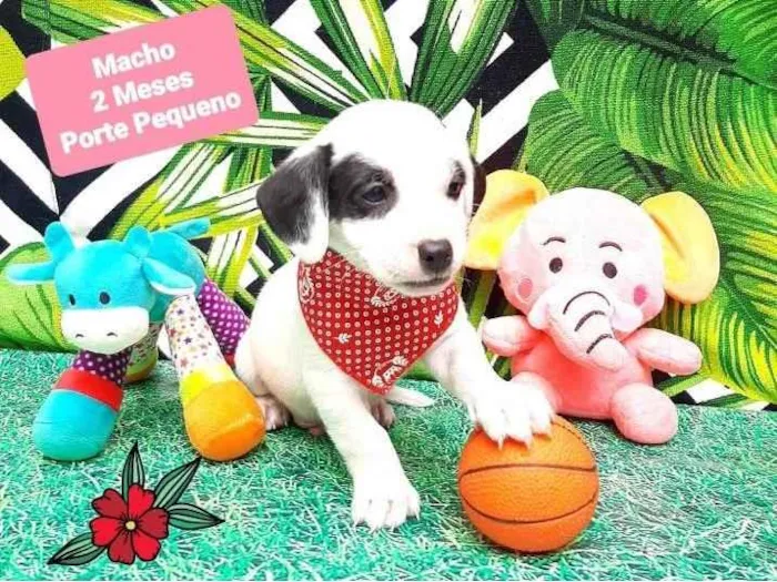 Cachorro raça Srd  idade 2 a 6 meses nome Pintadinho 