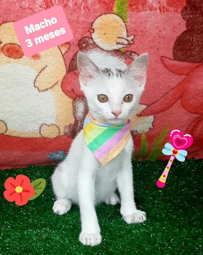 Gato raça Srd  idade 2 a 6 meses nome Teodoro 