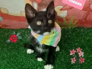 Gato raça Srd  idade 2 a 6 meses nome Filip