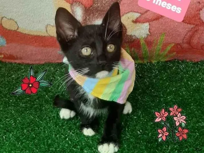 Gato raça Srd  idade 2 a 6 meses nome Filip