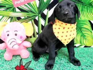 Cachorro raça Srd  idade 2 a 6 meses nome Queen 