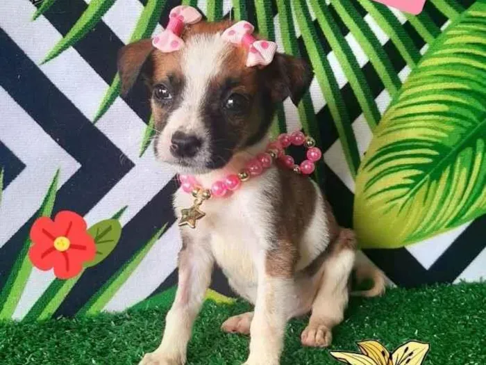 Cachorro raça Srd  idade 2 a 6 meses nome Kiara 