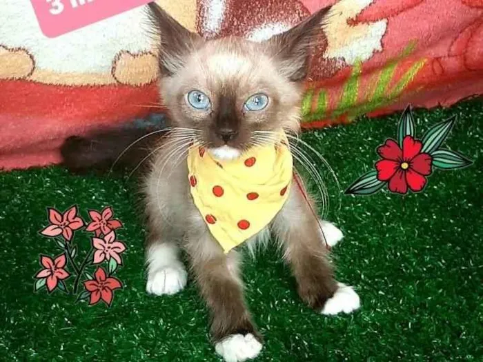 Gato raça Srd  idade 2 a 6 meses nome Ruan