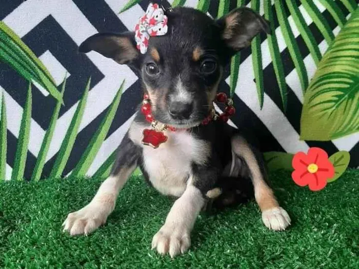 Cachorro raça Srd  idade 2 a 6 meses nome Gabi