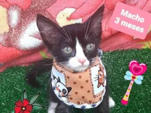 Cachorro raça Srd  idade 2 a 6 meses nome Gabriel