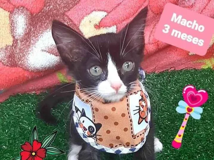 Cachorro raça Srd  idade 2 a 6 meses nome Gabriel