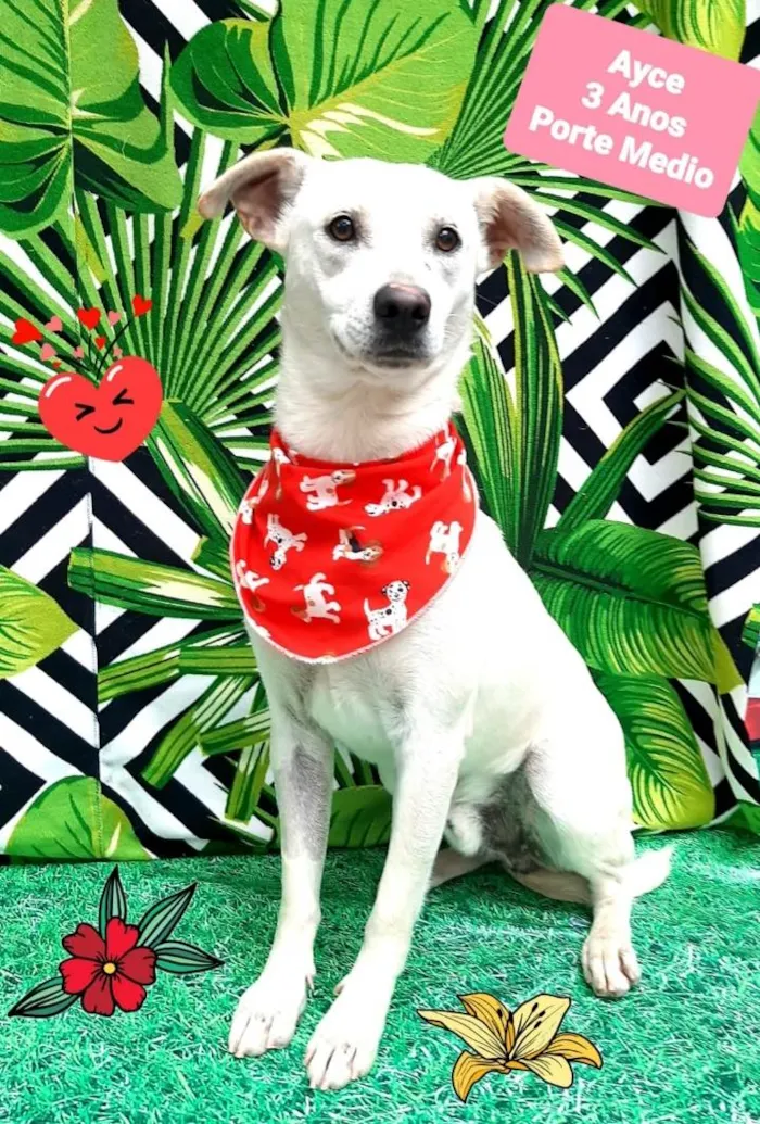 Cachorro raça Srd  idade 3 anos nome Ayce