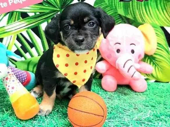 Cachorro raça Srd  idade 2 a 6 meses nome Blue 