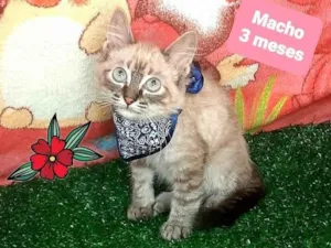 Gato raça Srd  idade 2 a 6 meses nome Harry