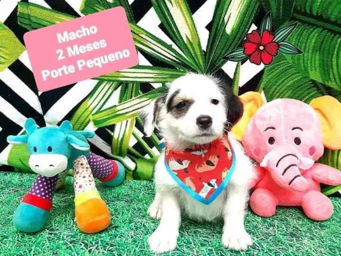 Cachorro raça Srd  idade 2 a 6 meses nome Levi