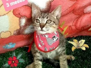Gato raça Srd  idade 2 a 6 meses nome Viegas 