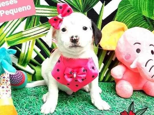 Cachorro raça Srd idade 2 a 6 meses nome Olga 