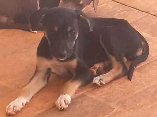 Cachorro ra a Não definida idade Abaixo de 2 meses nome Sem none