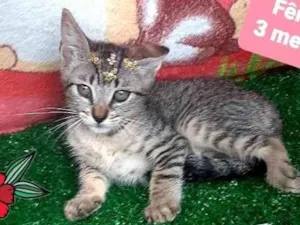 Gato raça Srd  idade 2 a 6 meses nome Cleo